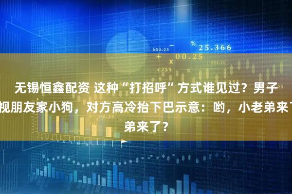 无锡恒鑫配资 这种“打招呼”方式谁见过？男子对视朋友家小狗，对方高冷抬下巴示意：哟，小老弟来了？